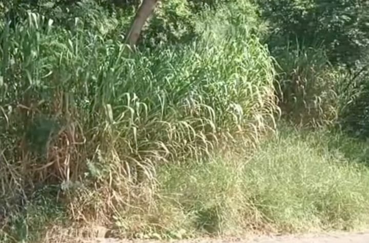 Itupevense cobra limpeza em terreno que, segundo ela, pertence à Prefeitura